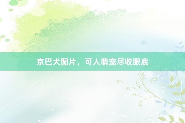京巴犬图片，可人萌宠尽收眼底
